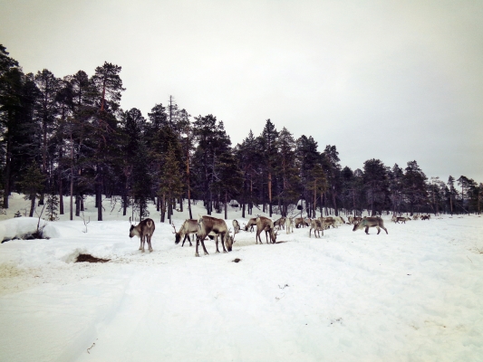 Laponsko  Lapland  Lappi  Sápmi4